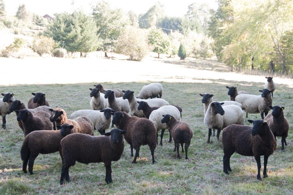 Cabanas Patagonia Lefun Pucón Εξωτερικό φωτογραφία